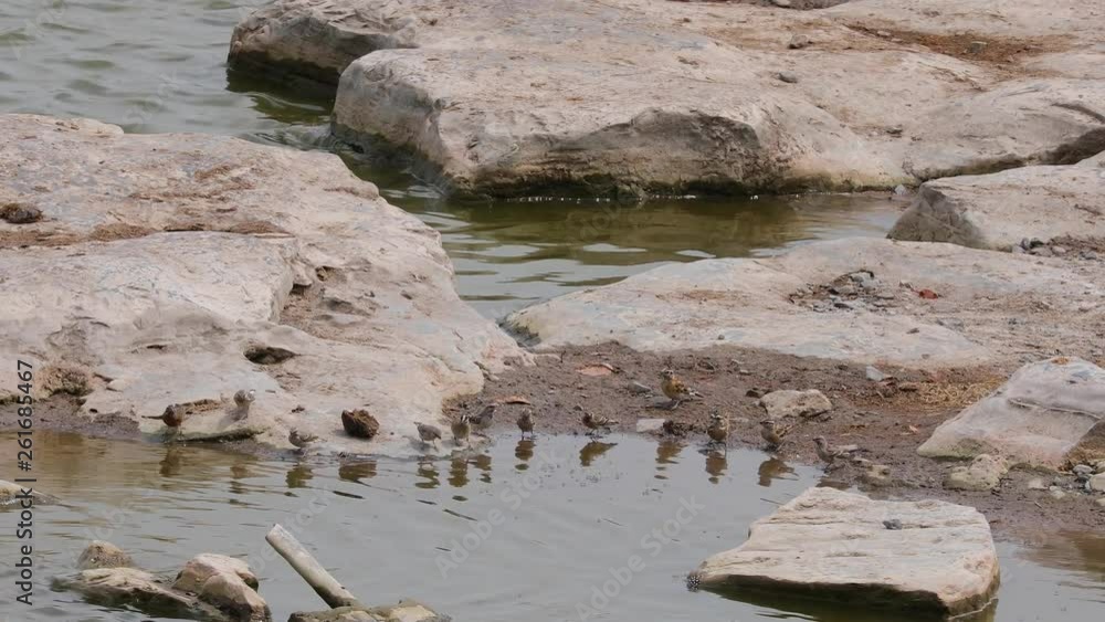 Large flock of red-headed finch congregating at water hole to drink in Etosha National Park, Namibia Large flock of red-headed finch congregating at water hole to drink in Etosha National Park, Namibia