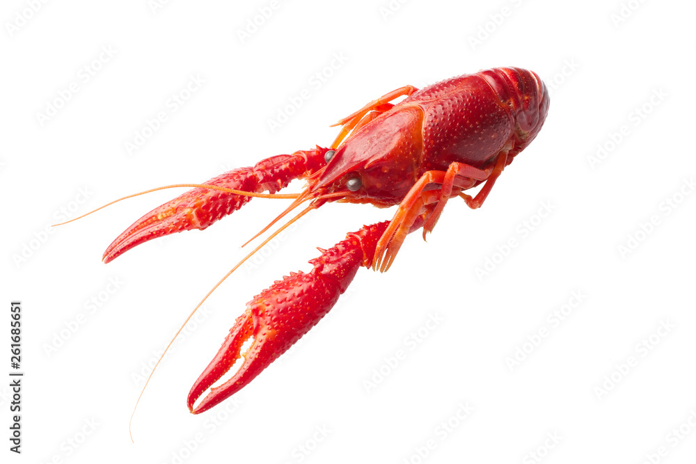 Boiled red crawfish isolated on white background Boiled red crawfish isolated on white background
