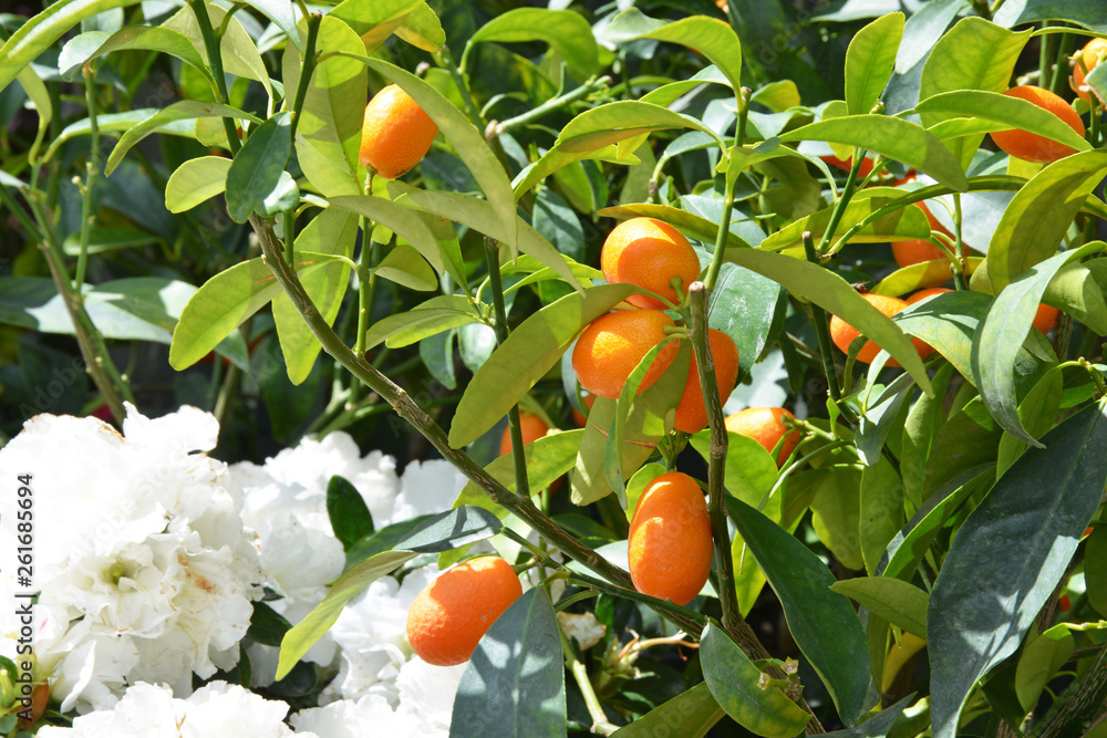 ripe kumquat on the tree