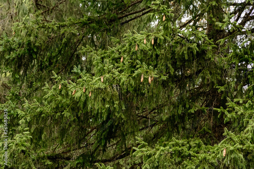 Fototapeta premium Detailed texture of conifer forest on hill close up, Background of tree tops on mountainside.