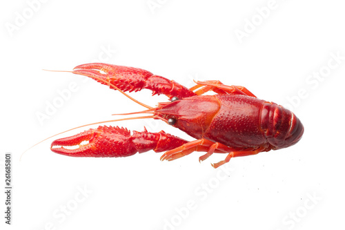 Boiled red crawfish isolated on white background