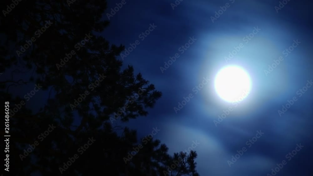 TIMELAPS: full moon in clouds are moving behind the branches of trees TIMELAPS: full moon in clouds are moving behind the branches of trees