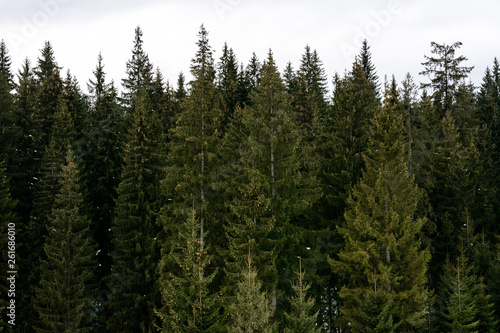 Detailed texture of conifer forest on hill close up  Background of tree tops on mountainside.