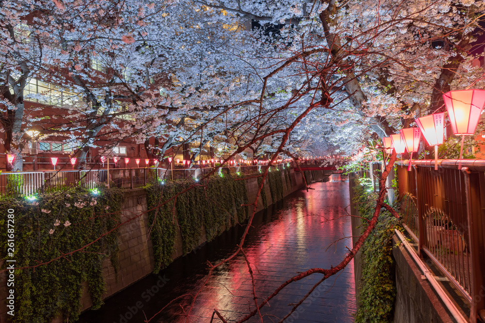 Obraz premium 東京目黒川の夜桜とライトアップ