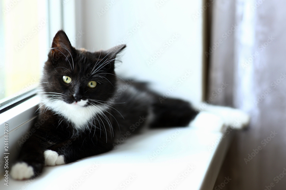 Lazy lovely black cat lying by the window. Gray tabby cute kitten with beautiful eyes relaxing on window sill.