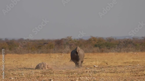 Black rhino walking and running in afternoon sunlight of Etosha National Park, Namibia