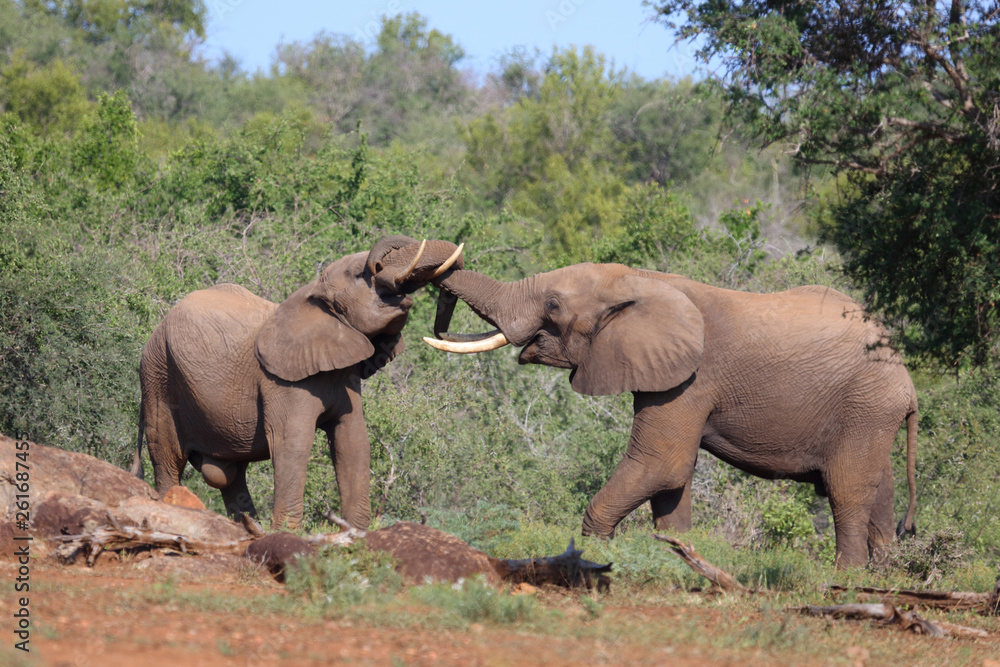 Fototapeta premium Afrikanischer Elefant / African elephant / Loxodonta africana.