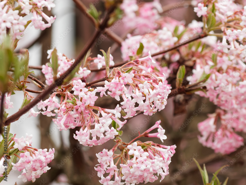 Obraz premium Viorne de Bodnant (Viburnum Bodnatense 'aberconway') ou viorne d'hivers à floraison parfumée.