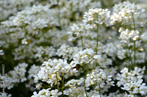 Wiesenschaumkraut im Frühling