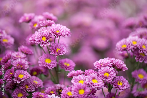 Purple chrysanthemum flowers