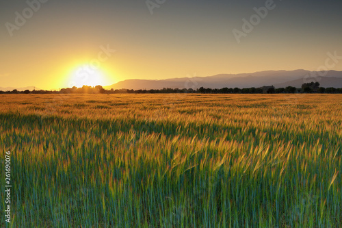 spring in Mallorca countryside