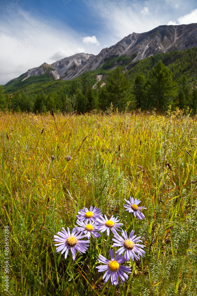 Φωτογραφία Wild pink flowers of chamomile among green meadow grass on mountains background