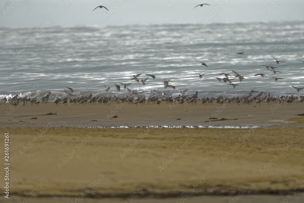 Beachcombers / Stints Beachcombers / Stints