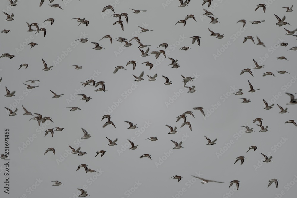 Fototapeta premium Beachcombers / Stints