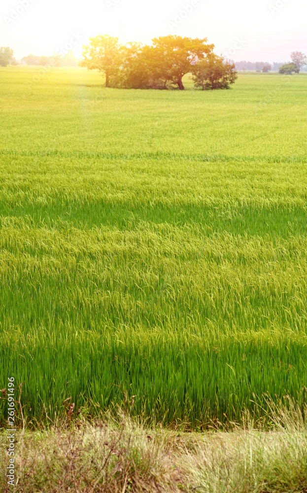 Green rice field .Background agriculture Stock Photo | Adobe Stock
