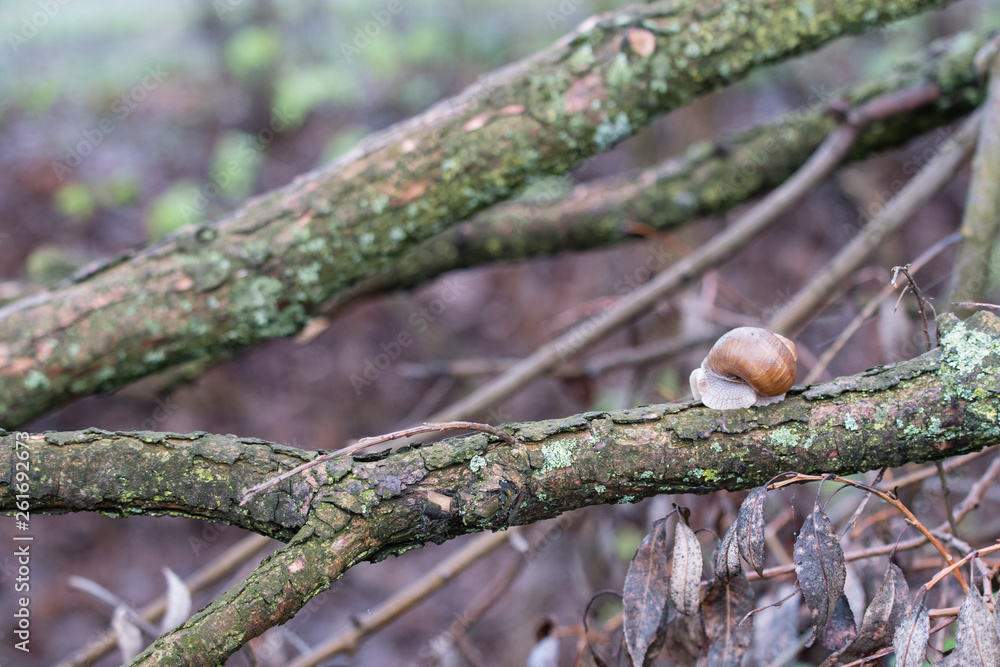 Crawling snail from its brown conch on a tree branch. Crawling snail from its brown conch on a tree branch.