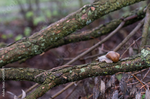 Big snail with brown shell crawling on a branch.