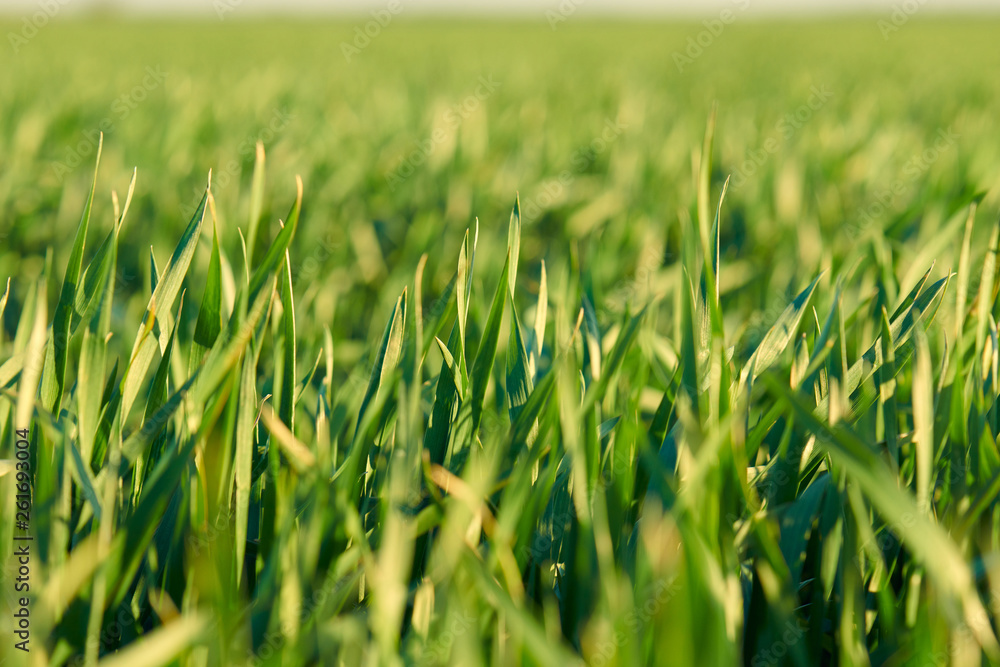 Young sprouts are on the field. Green grass closeup. Young sprouts are on the field. Green grass closeup.