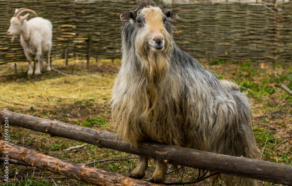 Obraz premium goats in the pen