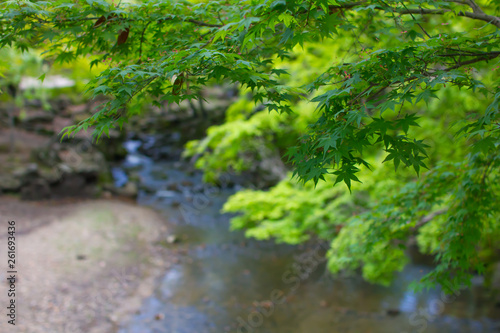 若葉の青もみじと河川