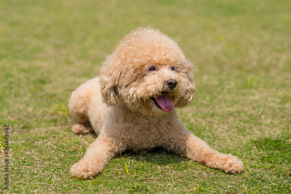 Dog Poodle lying down on the green lawn