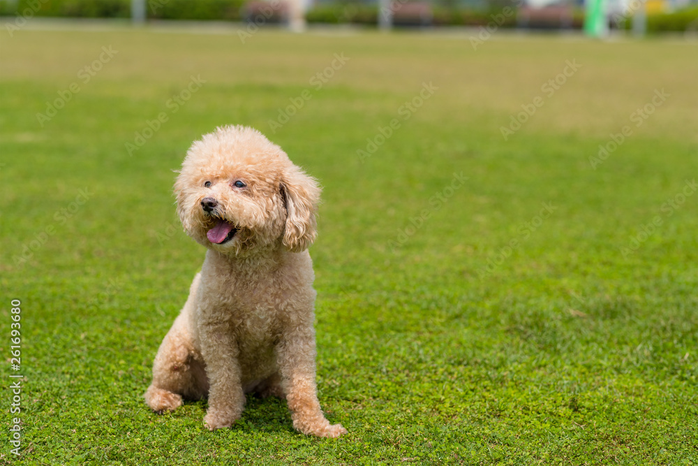 Dog Poodle sit down on the green lawn