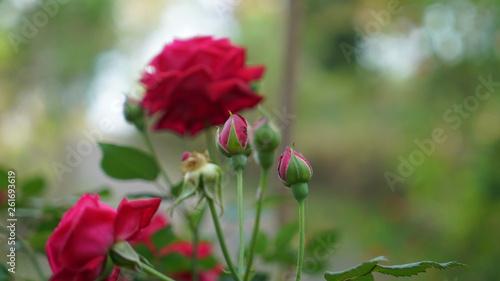 red flowers in the garden