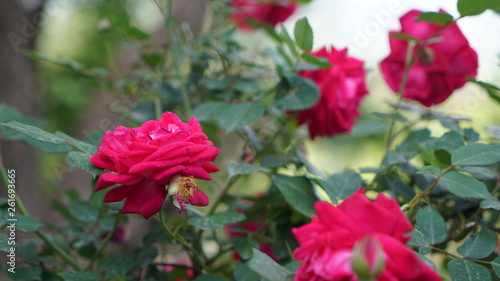 red flowers in the garden