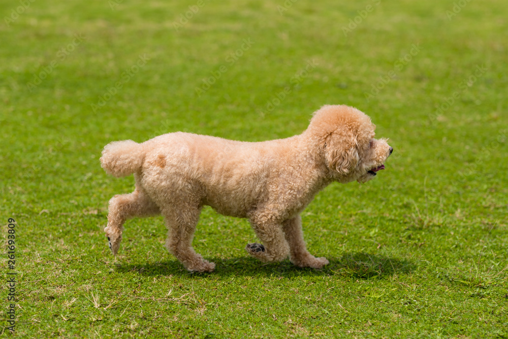 Dog poodle run in the park