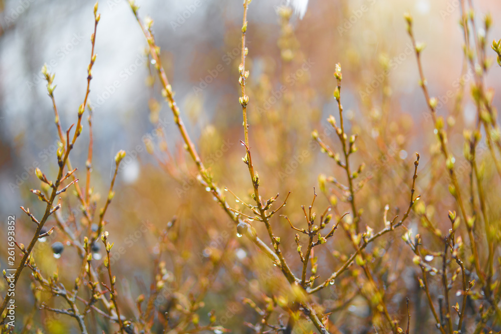 Spring bush twigs with buds and berries in the rain, abstract background blurred out of focus. Spring bush twigs with buds and berries in the rain, abstract background blurred out of focus.
