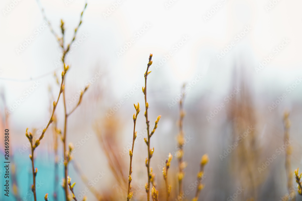 Spring bush twigs with buds and berries in the rain, abstract background blurred out of focus. early spring