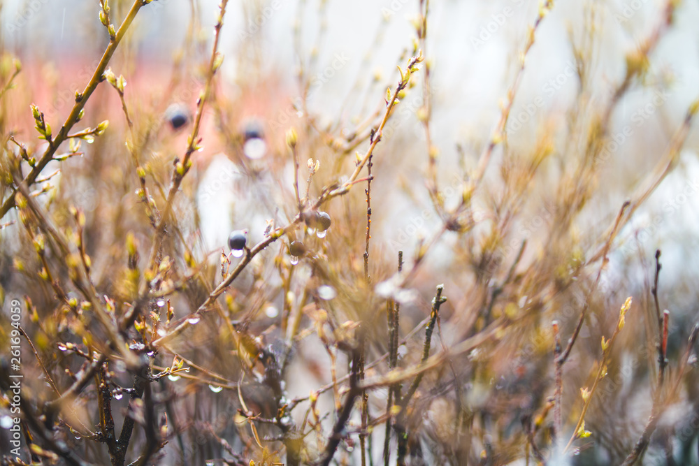 Spring bush twigs with buds and berries in the rain, abstract background blurred out of focus.