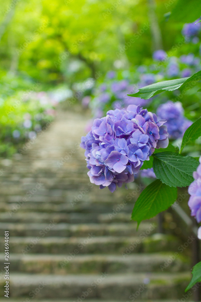 奈良県長谷寺の紫陽花階段 Stock 写真 Adobe Stock