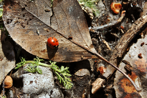 Lady bug sitting on dry brown leaves, close up detail top view