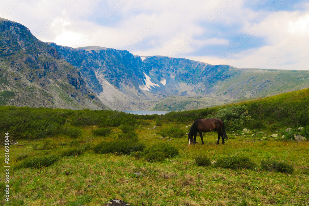 Horse in the mountains, in the background a mountain valley in the clouds