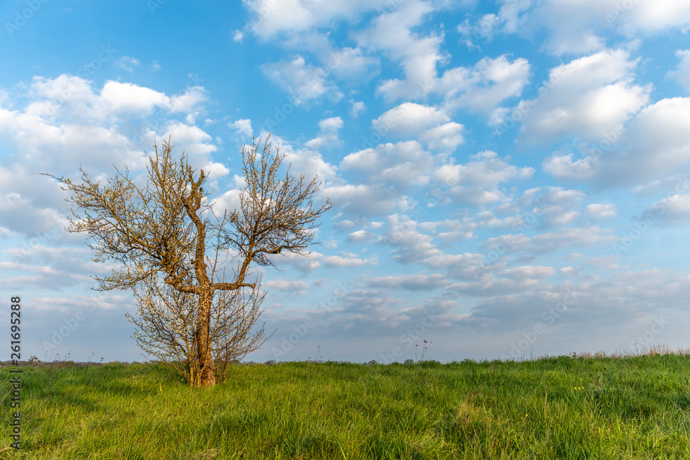 Fototapeta premium Arbre en fleur
