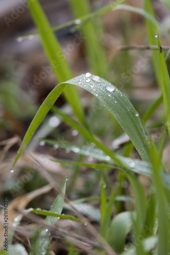 Dew drops on the grass in the morning time.