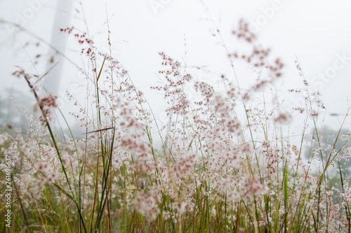 Close up of reeds grass background. 