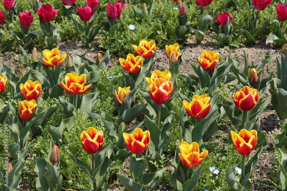 馬見丘陵公園の春 馬見丘陵公園の春