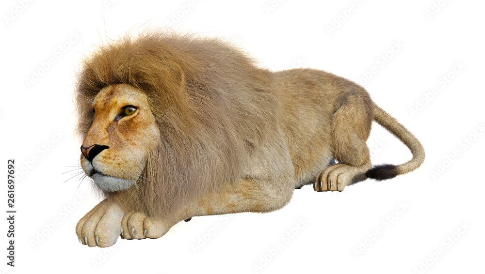 Obraz premium 3D Rendering Male Lion on White