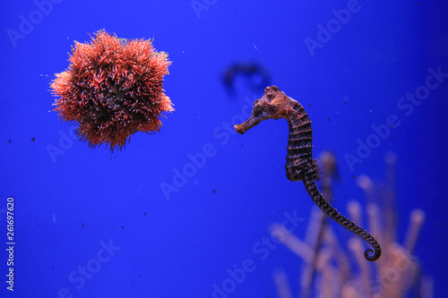 Sea urchin and seahorse in the foreground
