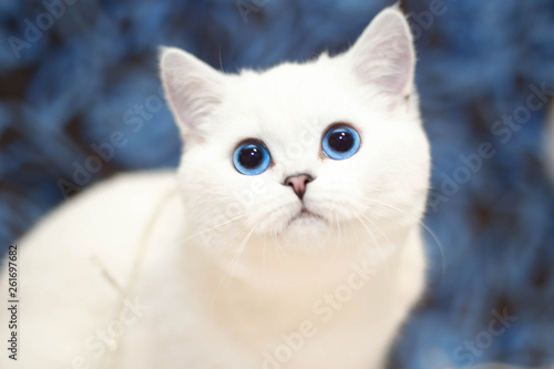 White cat with blue eyes looking at camera, background blurred