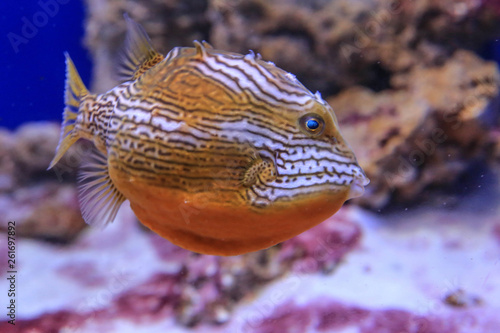 Orange fish with large white stripes and black dashes swim in the aquarium on the background of coral