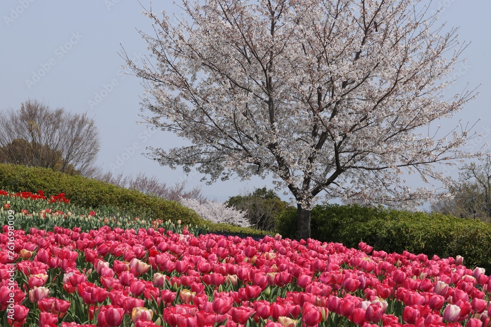 馬見丘陵公園の春