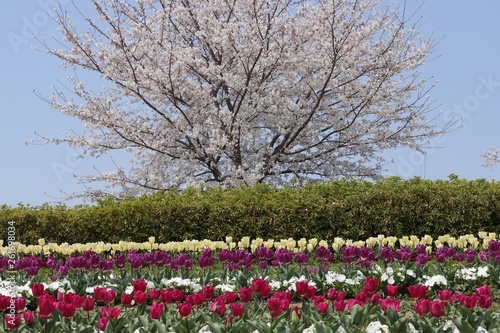 Wallpaper Mural 馬見丘陵公園の春 Torontodigital.ca