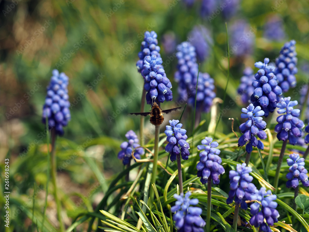 BlüteTraubenhyazinthen