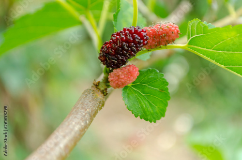 Mulberries On Branch With Leaf photo