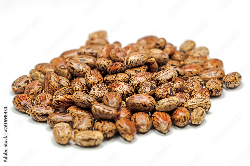 Samen vom Wunderbaum, Ricinus communis Samen vom Wunderbaum, Ricinus communis