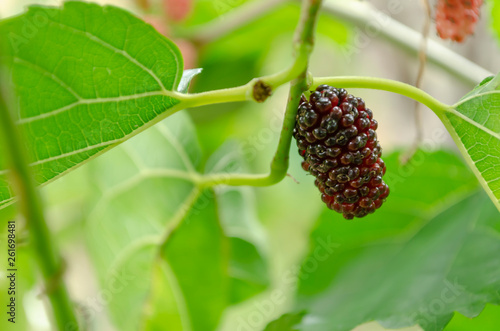 Mature Mulberry Fruit On Branch photo