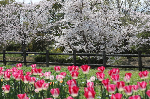 Wallpaper Mural 馬見丘陵公園の春 Torontodigital.ca